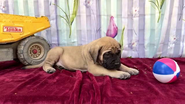 Video preview image #6 Mastiff Puppy For Sale in WAKARUSA, IN, USA