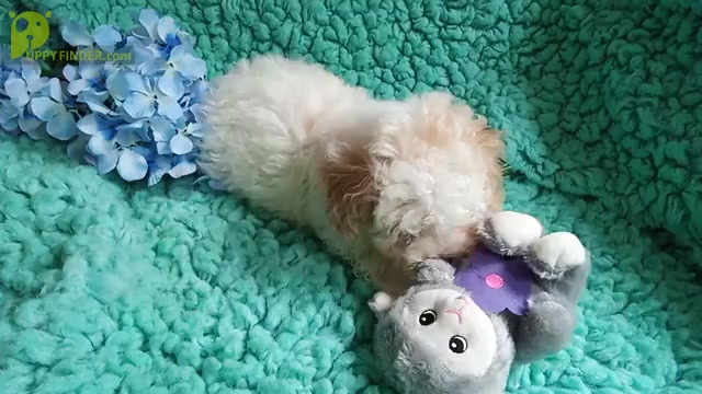 Video preview image #1 Cavalier King Charles Spaniel-Poodle (Toy) Mix Puppy For Sale in LAUREL, MS, USA
