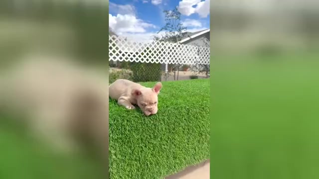 Video preview image #1 French Bulldog Puppy For Sale in CINCINNATI, OH, USA