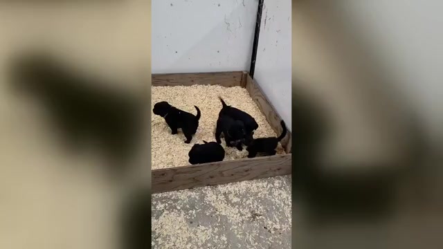 Video preview image #1 Labrador Retriever Puppy For Sale in HAMILTON, MO, USA