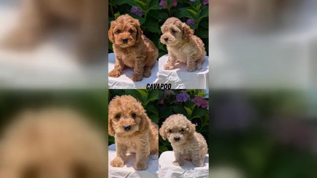 Video preview image #5 Cavapoo Puppy For Sale in GOSHEN, IN, USA