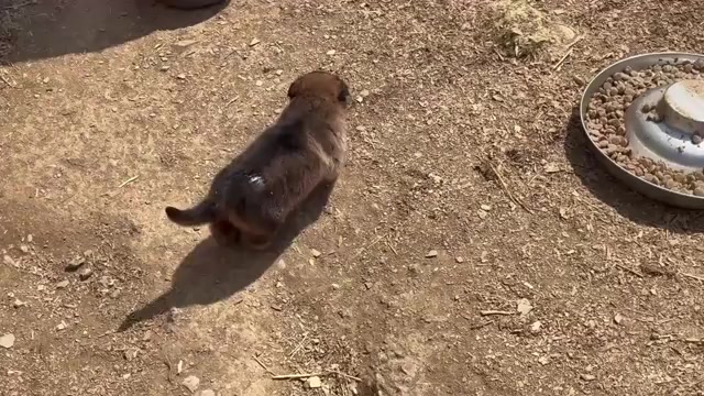 Video preview image #2 German Shepherd Dog Puppy For Sale in NEWVILLE, PA, USA