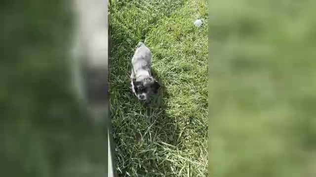 Video preview image #1 Cocker Spaniel Puppy For Sale in WARSAW, IN, USA