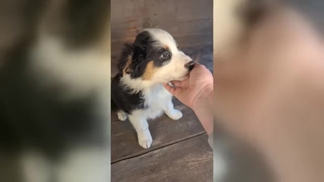 Video preview image #3 Australian Shepherd Puppy For Sale in SAINT JOHNS, MI, USA