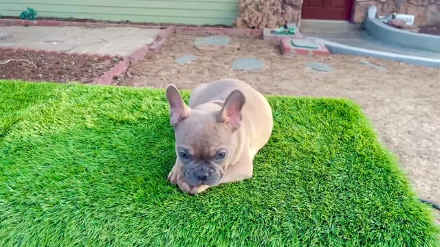Video preview image #2 French Bulldog Puppy For Sale in WEST HOLLYWOOD, CA, USA