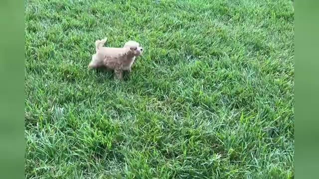 Video preview image #1 Maltipoo Puppy For Sale in WARSAW, IN, USA