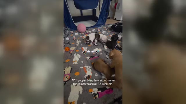 Video preview image #1 American Pit Bull Terrier Puppy For Sale in SOUTHBOROUGH, MA, USA