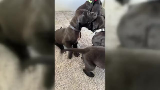 Video preview image #2 Great Dane Puppy For Sale in TEMECULA, CA, USA