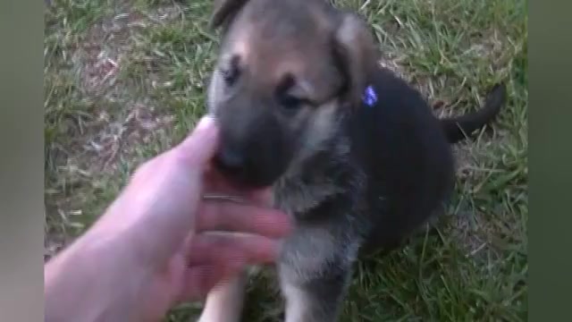 Video preview image #1 German Shepherd Dog Puppy For Sale in PIEDMONT, MO, USA