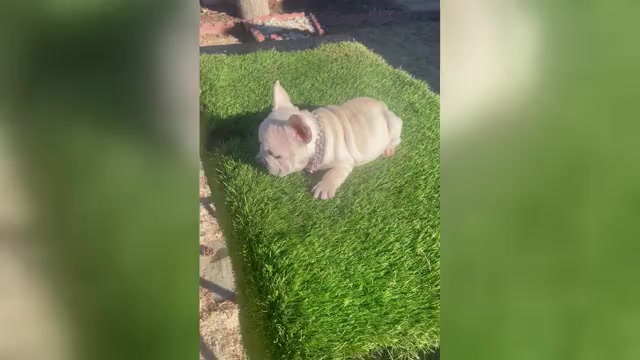 Video preview image #1 French Bulldog Puppy For Sale in WEST HOLLYWOOD, CA, USA