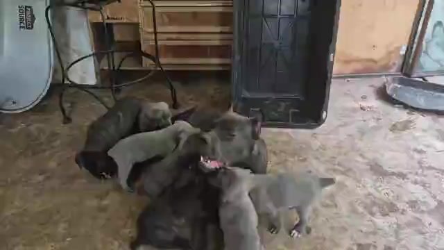 Video preview image #7 Cane Corso Puppy For Sale in COLUMBIA, SC, USA