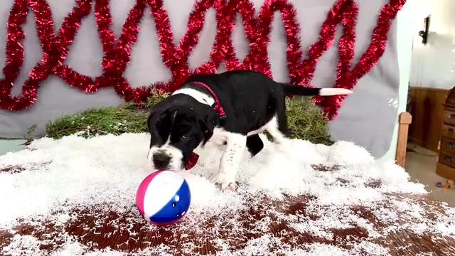 Video preview image #2 Great Dane Puppy For Sale in WAKARUSA, IN, USA