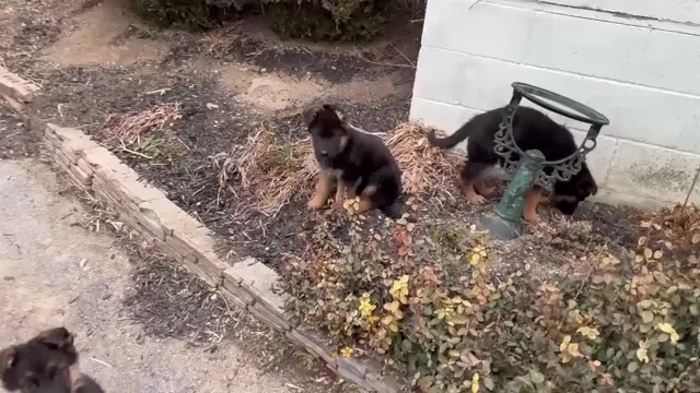 Video preview image #2 German Shepherd Dog Puppy For Sale in NEWVILLE, PA, USA