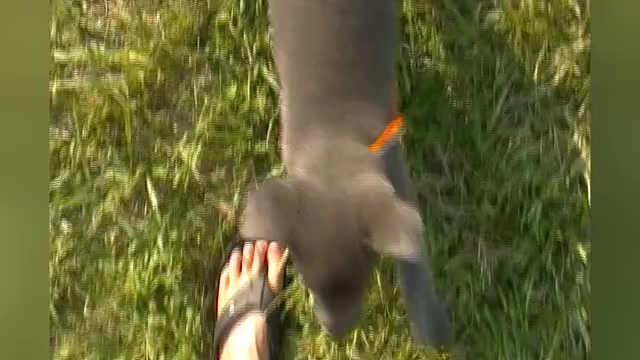 Video preview image #1 German Shepherd Dog Puppy For Sale in PIEDMONT, MO, USA