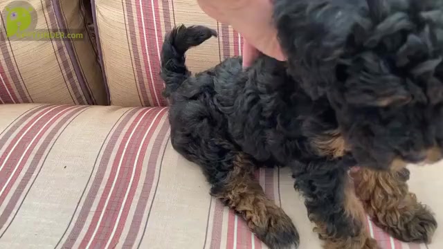 Video preview image #3 Poodle (Toy) Puppy For Sale in ARLINGTON HTS, IL, USA