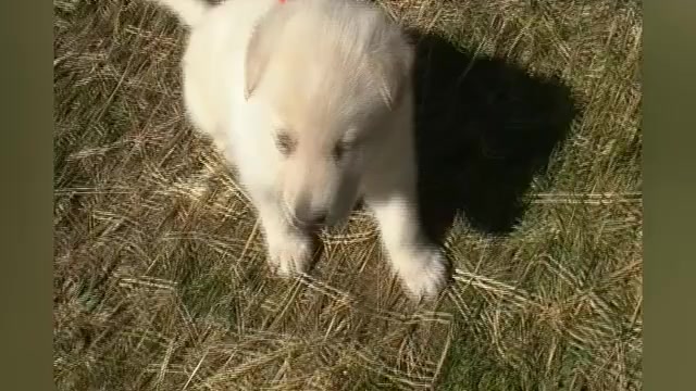 Video preview image #1 German Shepherd Dog Puppy For Sale in PIEDMONT, MO, USA