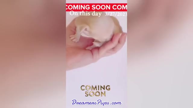 Video preview image #39  Breeder Profile in ADAMSVILLE, TN, USA