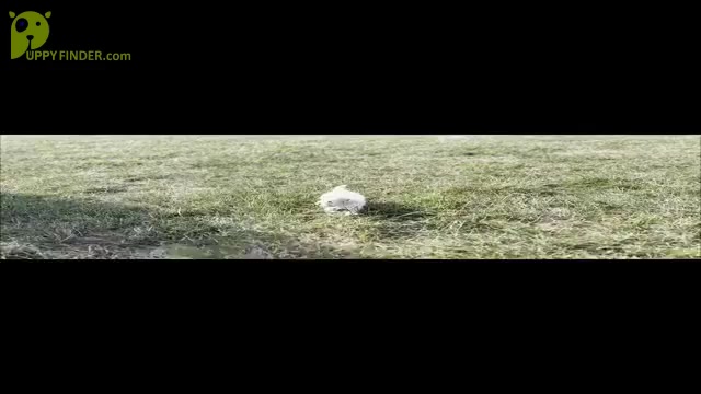 Video preview image #11 Maltipoo Puppy For Sale in WARSAW, IN, USA