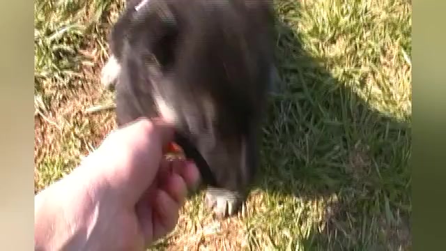 Video preview image #1 German Shepherd Dog Puppy For Sale in PIEDMONT, MO, USA