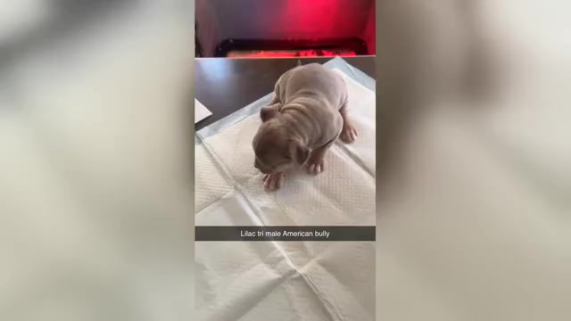 Video preview image #1 American Bully Puppy For Sale in TROY, NY, USA