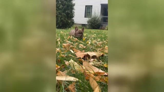 Video preview image #3 French Bulldog Puppy For Sale in PEWAUKEE, WI, USA
