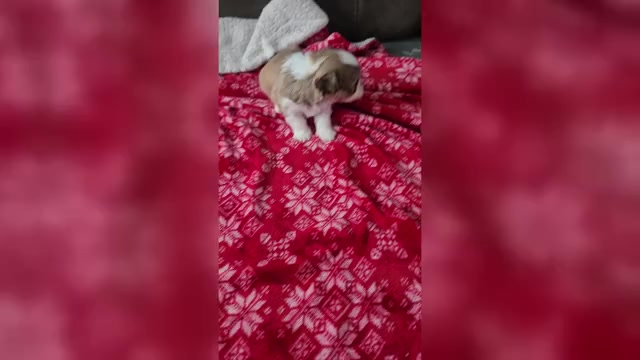 Video preview image #2 Havanese Puppy For Sale in ALBION, PA, USA