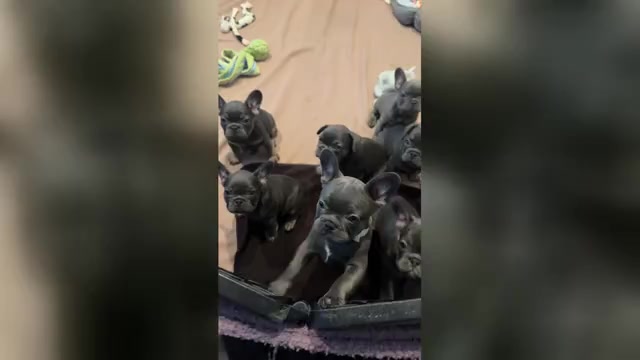 Video preview image #5 French Bulldog Puppy For Sale in VALRICO, FL, USA