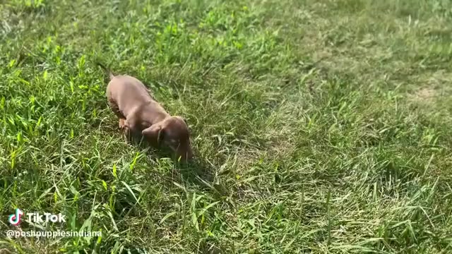 Video preview image #4 Dachshund Puppy For Sale in WARSAW, IN, USA