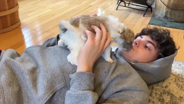 Video preview image #7 Poochon Puppy For Sale in AUBURN, MA, USA