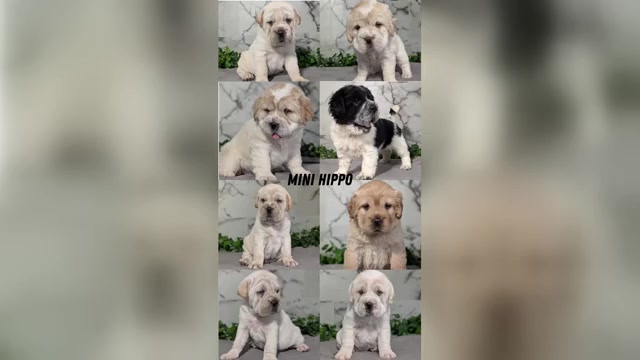 Video preview image #2 Cocker-Pei Puppy For Sale in GOSHEN, IN, USA