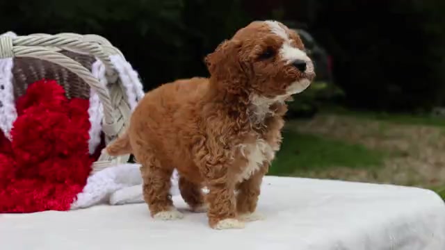 Video preview image #1 Cavapoo Puppy For Sale in JONES, MI, USA