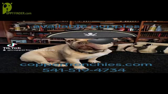 Video preview image #2  Breeder Profile in BAKER CITY, OR, USA