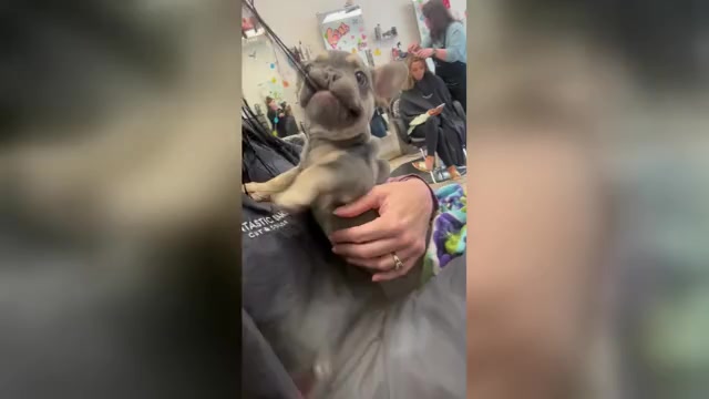 Video preview image #1 French Bulldog Puppy For Sale in BELLE CHASSE, LA, USA