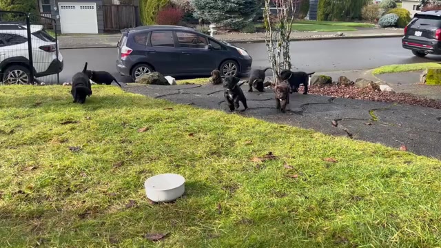 Video preview image #1 German Shorthaired Lab Puppy For Sale in TACOMA, WA, USA