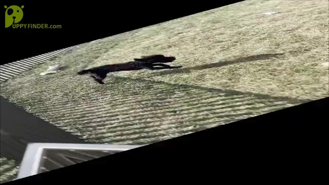 Video preview image #6 Poodle (Miniature) Puppy For Sale in WARSAW, IN, USA