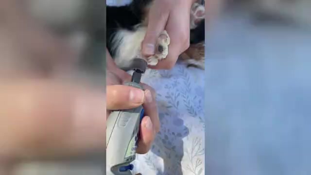Video preview image #4 Cavalier King Charles Spaniel Puppy For Sale in SANTA ROSA, CA, USA