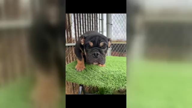 Video preview image #1 English Bulldog Puppy For Sale in PHOENIX, AZ, USA