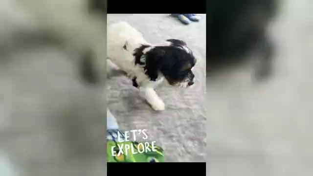 Video preview image #6 Cavapoo (Miniature) Puppy For Sale in WARSAW, IN, USA