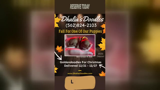 Video preview image #2 Goldendoodle Puppy For Sale in BREA, CA, USA