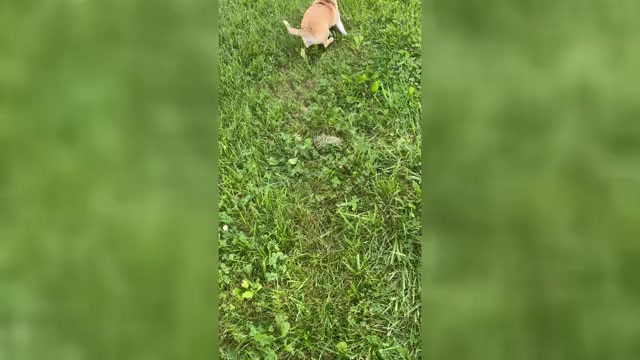 Video preview image #1 Chihuahua Puppy For Sale in CANOGA, NY, USA