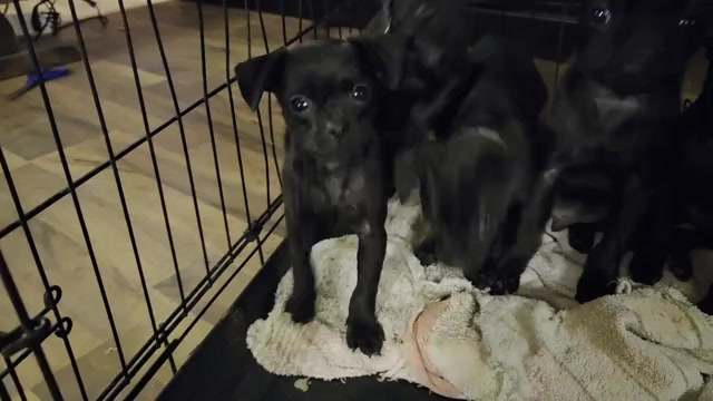 Video preview image #3 Muggin Puppy For Sale in HILLSDALE, MI, USA