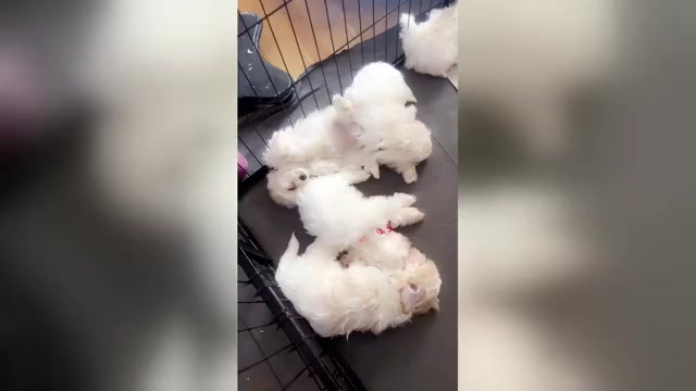 Video preview image #8 Maltipoo (Miniature) Puppy For Sale in HIGH POINT, NC, USA