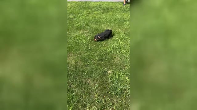 Video preview image #1 Yorkshire Terrier Puppy For Sale in NAPPANEE, IN, USA