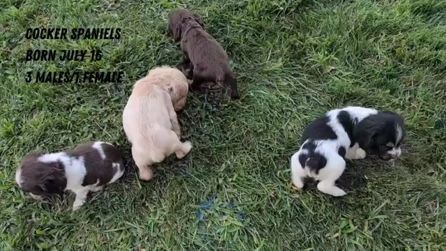 Video preview image #2 Cocker Spaniel Puppy For Sale in GOSHEN, IN, USA