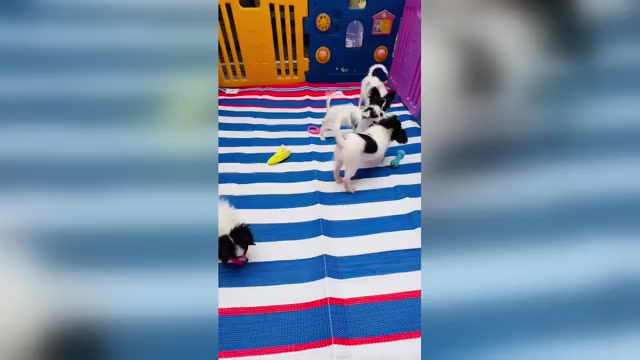 Video preview image #1 Papillon Puppy For Sale in DRY PRONG, LA, USA