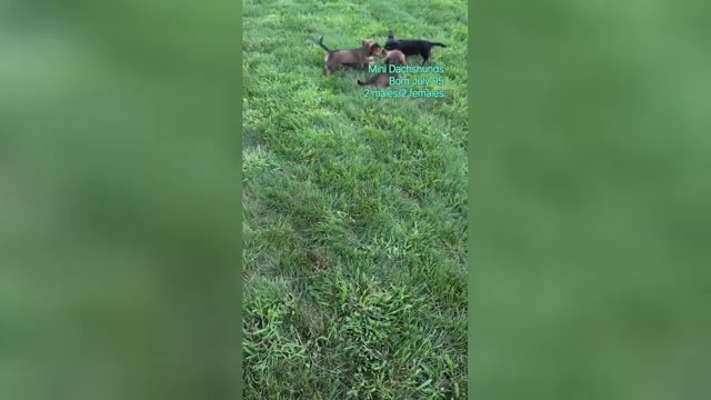 Video preview image #4 Dachshund Puppy For Sale in GOSHEN, IN, USA