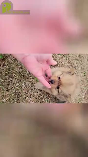 Video preview image #2 Pomeranian Puppy For Sale in STATHAM, GA, USA