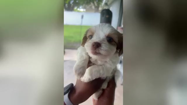 Video preview image #6 Mal-Shi Puppy For Sale in CAPE CORAL, FL, USA