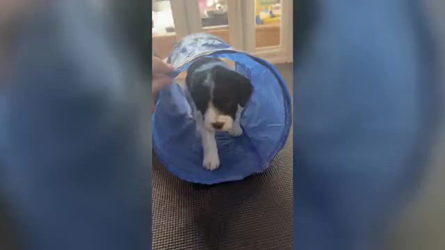 Video preview image #1 Aussiedoodle Miniature -Bernedoodle (Miniature) Mix Puppy For Sale in GREENVILLE, OH, USA