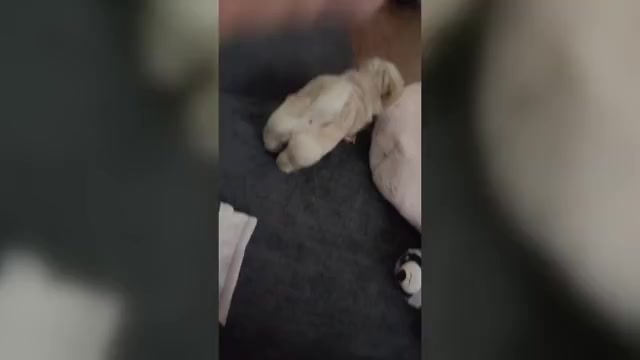 Video preview image #23 Maltipoo (Miniature) Puppy For Sale in SAN ANTONIO, TX, USA